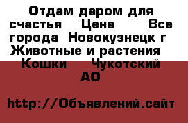 Отдам даром для счастья. › Цена ­ 1 - Все города, Новокузнецк г. Животные и растения » Кошки   . Чукотский АО